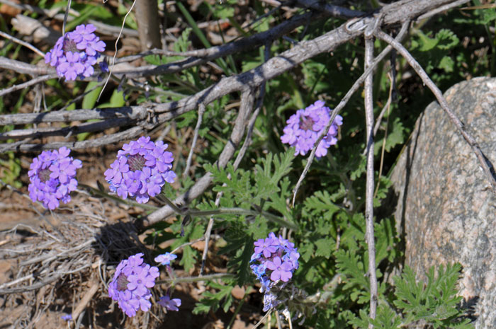 Dakota Mock Vervain is an annual or perennial native “Verbena” that grows up to 12 inches; grows at elevations between 5,000 and 10,000 feet. Glandularia bipinnatifida 
